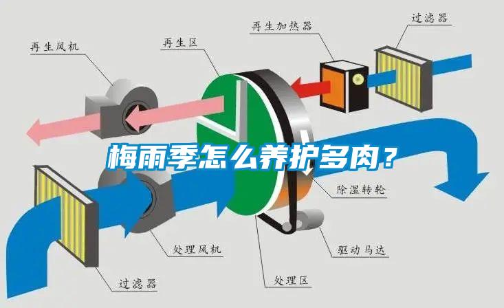 梅雨季怎么養護多肉?