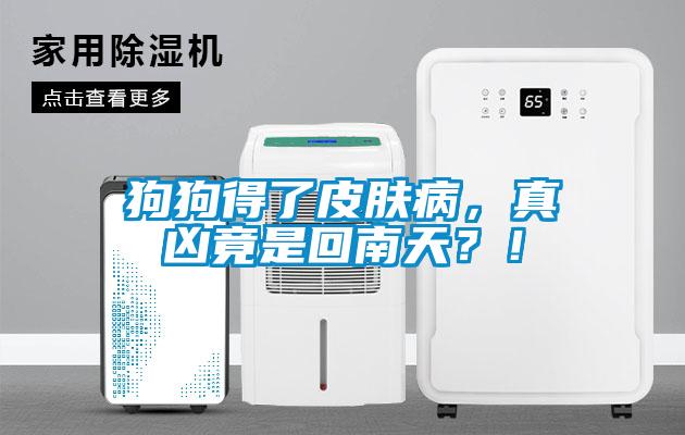 狗狗得了皮膚病，真兇竟是回南天？！