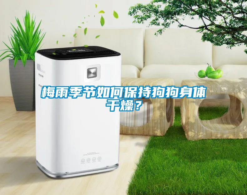 梅雨季節(jié)如何保持狗狗身體干燥？