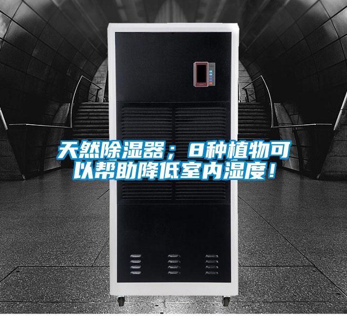 天然除濕器；8種植物可以幫助降低室內濕度！